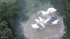 2024-06-12 21_55_43-Gniazdo bociana Czermna - YouTube – Maxthon.jpg