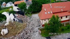2024-06-12 22_08_15-Gniazdo bocianie _Kostek i Rika_ - Podkarpacie Kostarowce - YouTube – Maxthon.jpg