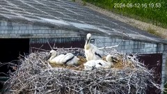 2024-06-12 22_14_03-Bociany - Lewków - YouTube – Maxthon.jpg