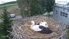 2024-06-12 22_51_56-#Bocian #gniazdo #Zambrow #kamera #nażywo #ptaki #WhiteStork #nest #livecamera #.jpg