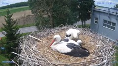 2024-06-12 22_52_11-#Bocian #gniazdo #Zambrow #kamera #nażywo #ptaki #WhiteStork #nest #livecamera #.jpg