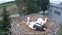 2024-06-12 22_52_22-#Bocian #gniazdo #Zambrow #kamera #nażywo #ptaki #WhiteStork #nest #livecamera #.jpg