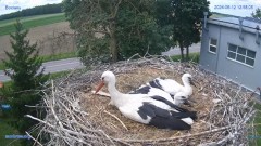 2024-06-12 22_52_29-#Bocian #gniazdo #Zambrow #kamera #nażywo #ptaki #WhiteStork #nest #livecamera #.jpg