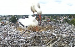 IMG_8476.jpeg