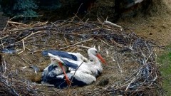IMG_8786.jpeg