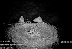 IMG_8780.jpeg