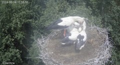IMG_8974.jpeg