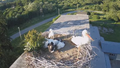 2024-06-15 23_27_16-[stimotion.pl] Bociany w Rzepedzi - YouTube – Brave.png