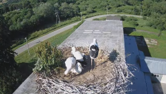2024-06-15 23_27_52-[stimotion.pl] Bociany w Rzepedzi - YouTube – Brave.png