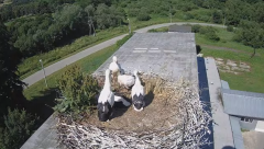 2024-06-15 23_28_09-[stimotion.pl] Bociany w Rzepedzi - YouTube – Brave.png