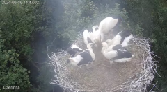 2024-06-16 22_31_48-Gniazdo bociana Czermna - YouTube – Brave.png