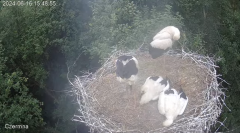2024-06-16 22_32_10-Gniazdo bociana Czermna - YouTube – Brave.png