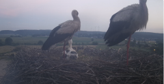 2024-06-17 21_38_56-Gniew BOCIAN BIAŁY - kamera na żywo WebCamera.pl – Slimjet.png