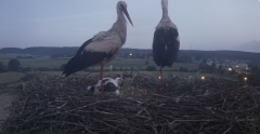 2024-06-17 22_02_17-Gniew BOCIAN BIAŁY - kamera na żywo WebCamera.pl – Slimjet.png