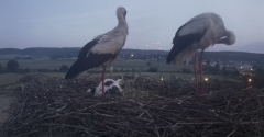 2024-06-17 22_02_45-Gniew BOCIAN BIAŁY - kamera na żywo WebCamera.pl – Slimjet.png
