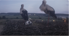 2024-06-17 22_07_21-Gniew BOCIAN BIAŁY - kamera na żywo WebCamera.pl – Slimjet.png