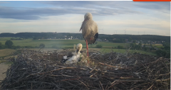 2024-06-18 19_28_39-Gniew BOCIAN BIAŁY - kamera na żywo WebCamera.pl – Slimjet.png