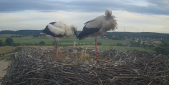 2024-06-18 19_54_20-Gniew BOCIAN BIAŁY - kamera na żywo WebCamera.pl – Slimjet.png