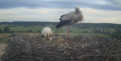 2024-06-18 19_54_35-Gniew BOCIAN BIAŁY - kamera na żywo WebCamera.pl – Slimjet.png