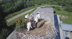 2024-06-18 22_50_20-[stimotion.pl] Bociany w Rzepedzi - YouTube – Brave.png