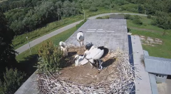 2024-06-18 22_50_33-[stimotion.pl] Bociany w Rzepedzi - YouTube – Brave.png