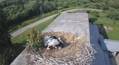 2024-06-18 22_51_05-[stimotion.pl] Bociany w Rzepedzi - YouTube – Brave.png