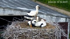 2024-06-18 23_11_43-Bociany - Lewków - YouTube – Maxthon.jpg