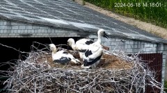 2024-06-18 23_12_03-Bociany - Lewków - YouTube – Maxthon.jpg