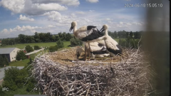 2024-06-18 23_25_02-Bociany - Raszków - YouTube – Brave.png