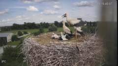 2024-06-18 23_25_14-Bociany - Raszków - YouTube – Brave.png