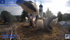 2024-06-19 22_49_46-Gniazdo Bocianie - Telewizja Sokółka [NA ŻYWO] _ IP Camera_ Stork's nest [LIVE] .png