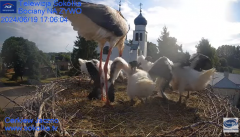 2024-06-19 22_50_04-Gniazdo Bocianie - Telewizja Sokółka [NA ŻYWO] _ IP Camera_ Stork's nest [LIVE] .png