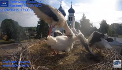 2024-06-19 22_50_12-Gniazdo Bocianie - Telewizja Sokółka [NA ŻYWO] _ IP Camera_ Stork's nest [LIVE] .png