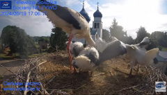 2024-06-19 22_50_16-Gniazdo Bocianie - Telewizja Sokółka [NA ŻYWO] _ IP Camera_ Stork's nest [LIVE] .png