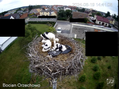 2024-06-19 23_12_35-Bocian Wojtek i jego rodzinka z Orzechowa - Żerkowsko-Czeszewski Park Krajobrazo.png