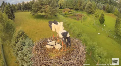 2024-06-20 10_20_47-Strzelce - bocianie gniazdo - YouTube.png