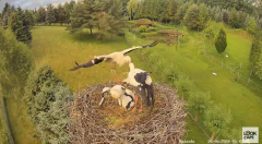 2024-06-20 10_24_04-Strzelce - bocianie gniazdo - YouTube.png
