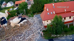 2024-06-21 22_27_04-Gniazdo bocianie _Kostek i Rika_ - Podkarpacie Kostarowce - YouTube – Maxthon.png