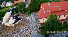 2024-06-21 22_28_46-Gniazdo bocianie _Kostek i Rika_ - Podkarpacie Kostarowce - YouTube – Maxthon.png