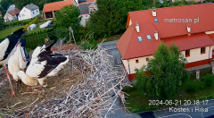 2024-06-21 22_30_13-Gniazdo bocianie _Kostek i Rika_ - Podkarpacie Kostarowce - YouTube – Maxthon.png