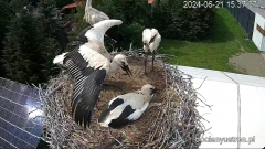 2024-06-21 23_52_42-Bociany Ustroń - transmisja na żywo - YouTube – Maxthon.png