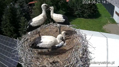 2024-06-21 23_53_09-Bociany Ustroń - transmisja na żywo - YouTube – Maxthon.png