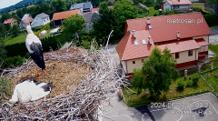 2024-06-23 22_24_55-Gniazdo bocianie _Kostek i Rika_ - Podkarpacie Kostarowce - YouTube – Maxthon.png