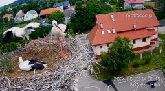 2024-06-23 22_25_11-Gniazdo bocianie _Kostek i Rika_ - Podkarpacie Kostarowce - YouTube – Maxthon.png