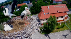 2024-06-23 22_25_33-Gniazdo bocianie _Kostek i Rika_ - Podkarpacie Kostarowce - YouTube – Maxthon.png