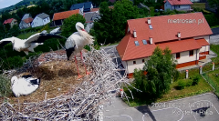2024-06-23 22_25_34-Gniazdo bocianie _Kostek i Rika_ - Podkarpacie Kostarowce - YouTube – Maxthon.png