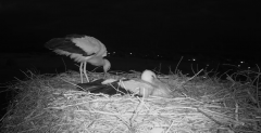 2024-06-23 22_40_23-Gniew BOCIAN BIAŁY - kamera na żywo WebCamera.pl – Maxthon.png