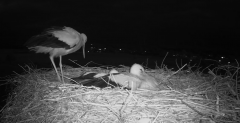 2024-06-23 22_40_09-Gniew BOCIAN BIAŁY - kamera na żywo WebCamera.pl – Maxthon.png