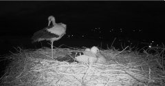 2024-06-23 22_46_25-Gniew BOCIAN BIAŁY - kamera na żywo WebCamera.pl – Maxthon.png