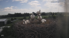 2024-06-23 22_50_01-Bociany - Raszków - YouTube – Maxthon.png